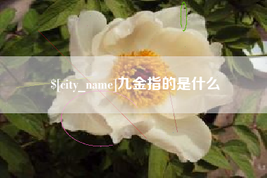 朔州九金指的是什么